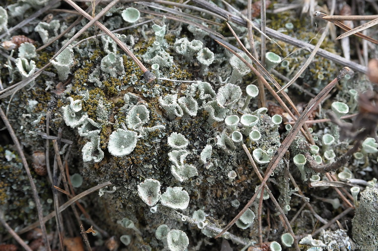 Cladonia sp.  -  Lago di Sibolla - LU